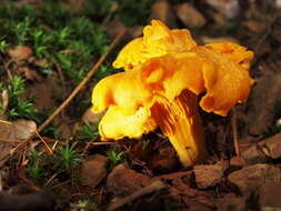 Image de Cantharellus