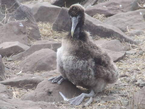 Image of Waved Albatross