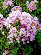 Image of lagerstroemia