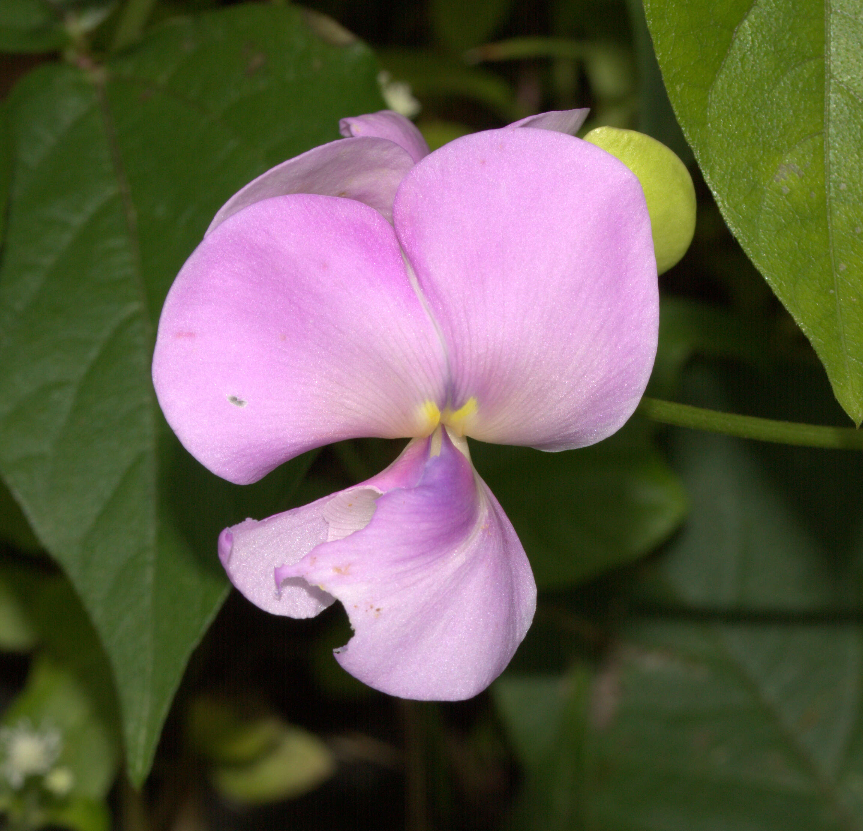 Слика од Vigna vexillata (L.) A. Rich.