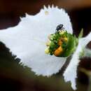 Image of Dalechampia caperonioides Baill.