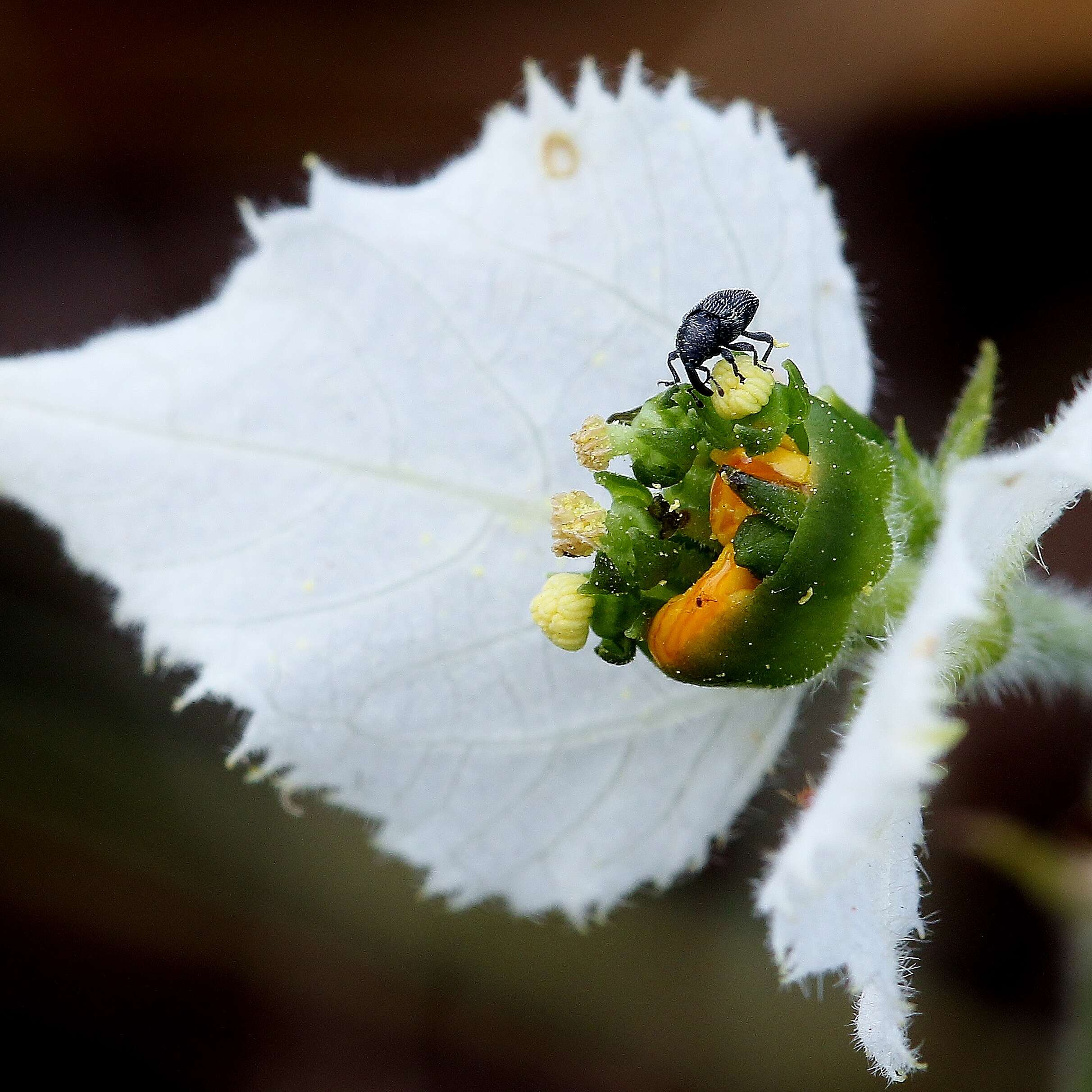 Sivun Dalechampia caperonioides Baill. kuva