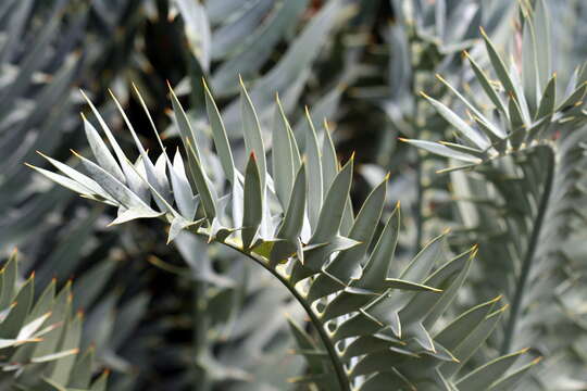 Image of Eastern Cape Blue Cycad