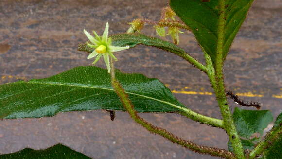 Image of Solanum polytrichum Moric.