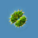 صورة Xanthidium brebissonii