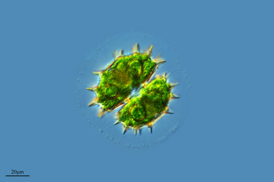 Image of Xanthidium brebissonii