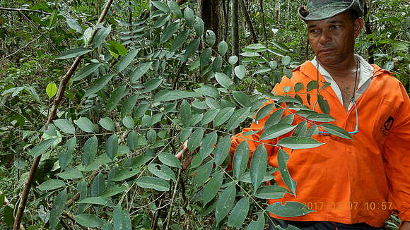 Image of Zanthoxylum nemorale Mart.