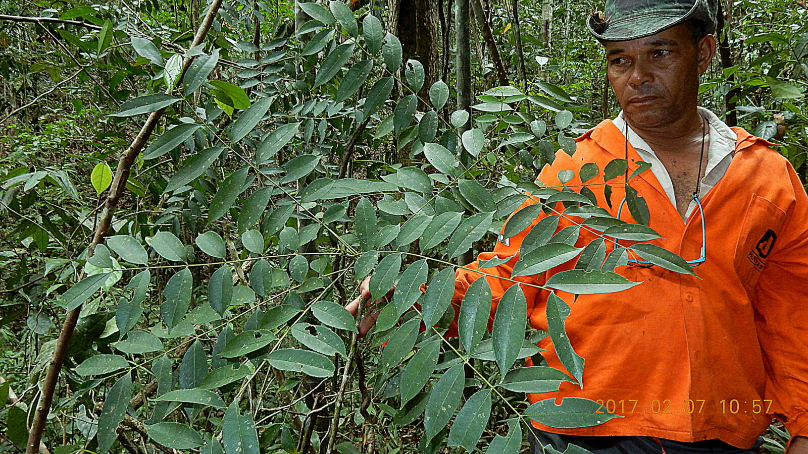 Zanthoxylum nemorale Mart. resmi