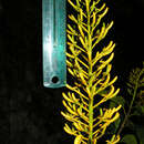Sivun Vochysia megalophylla Stafleu kuva