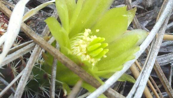 Image of Green Pitaya