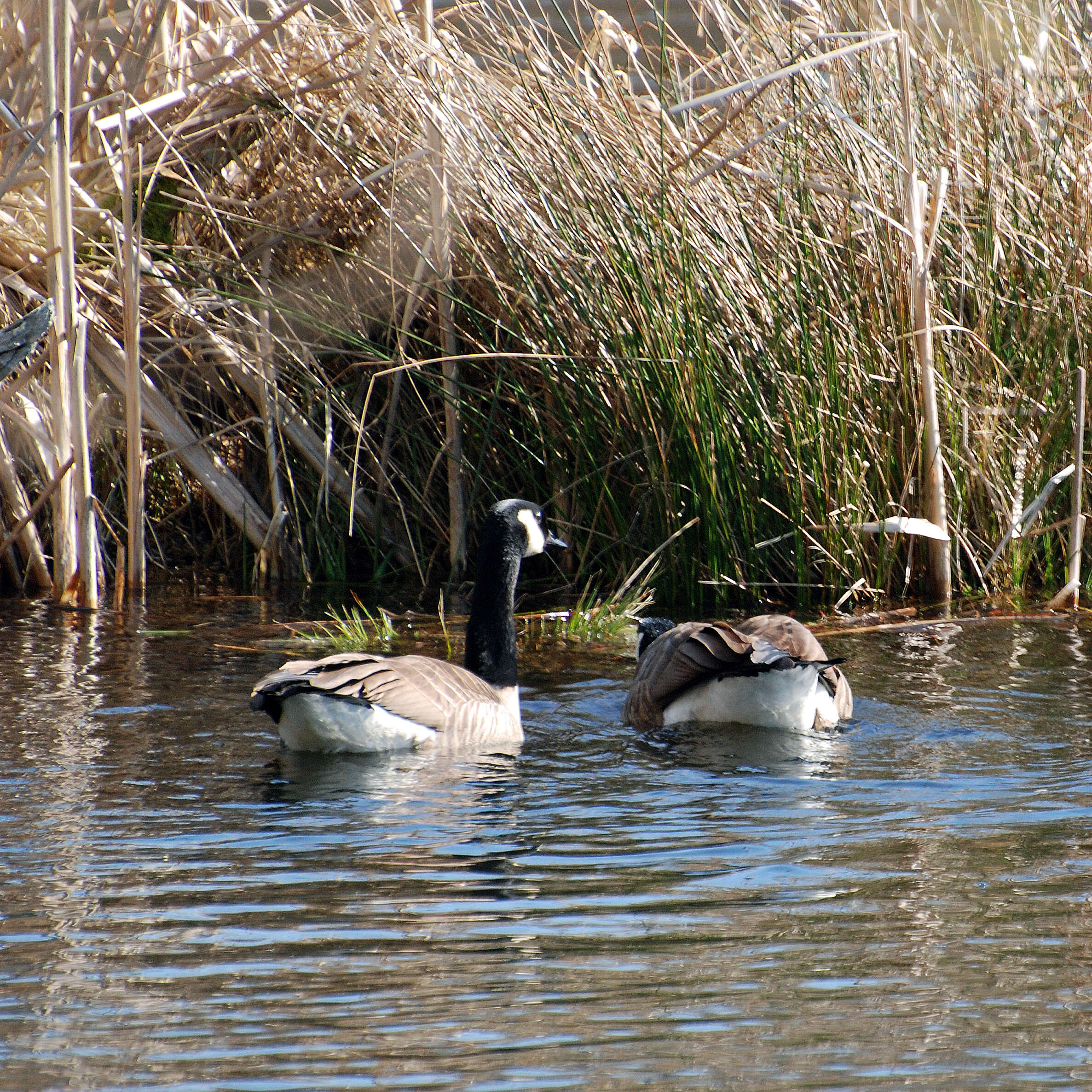 Image of Hawaiian goose