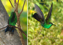 Image of Trochilidae