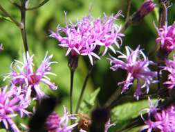 Image of ironweed