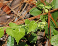 Image of trailing milkvine