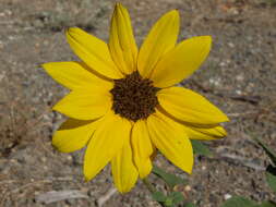 Image of sunflowers