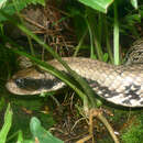 Image of False water snake