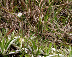 Image of woolly sunbonnets