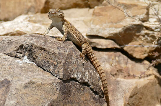 Image of Girdled Lizards