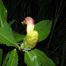 Image of Costus glaucus Maas