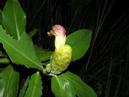 Image of Costus glaucus Maas