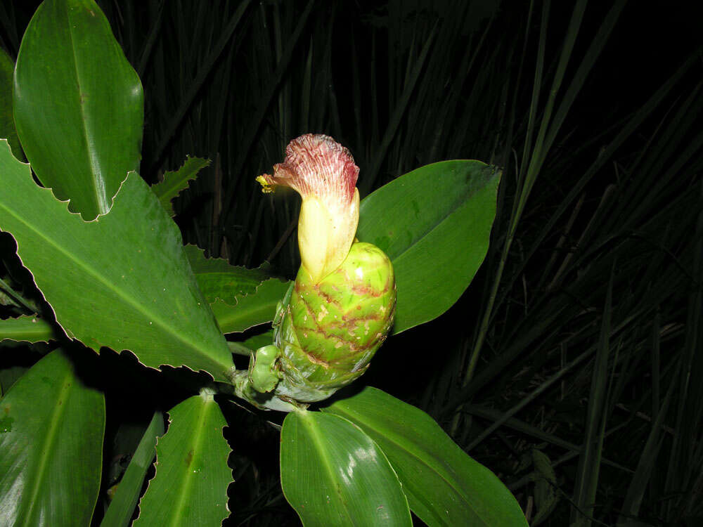 Imagem de Costus glaucus Maas