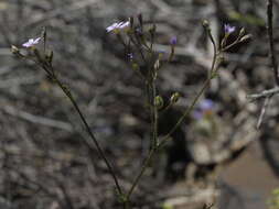 Image of eyed gilia