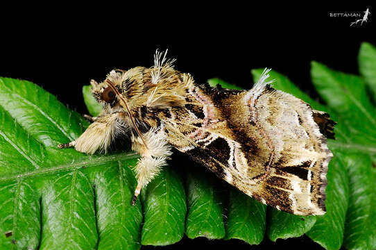 Image of Callopistria phaeogona Hampson 1908