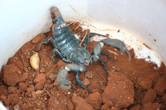 Image of burrowing scorpions