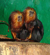 Image of golden-headed lion tamarin