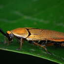 Image of bush cockroach