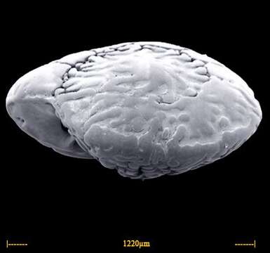 Слика од Ammonia beccarii (Linnaeus 1758)