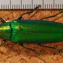 Image of Chrysochroa fulminans chrysuroides Deyrolle 1864