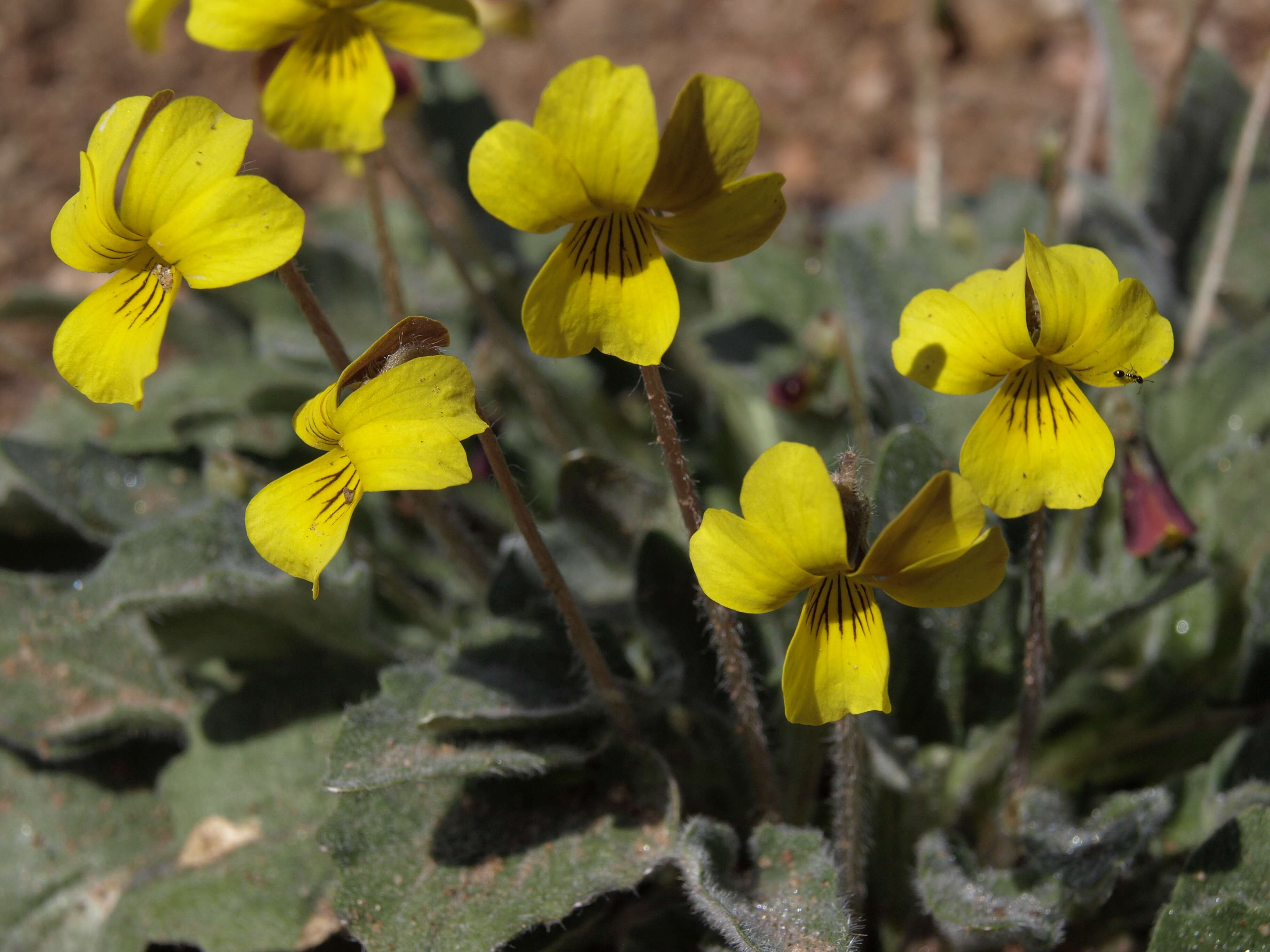 Sivun Viola purpurea Kellogg kuva