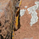 Image of Eastern Cape Crag Lizard