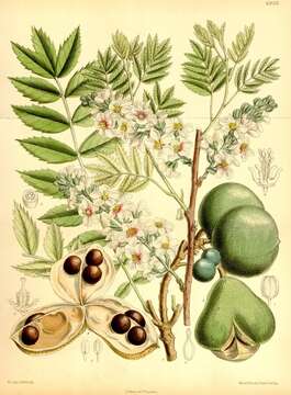 Image of Sapindaceae