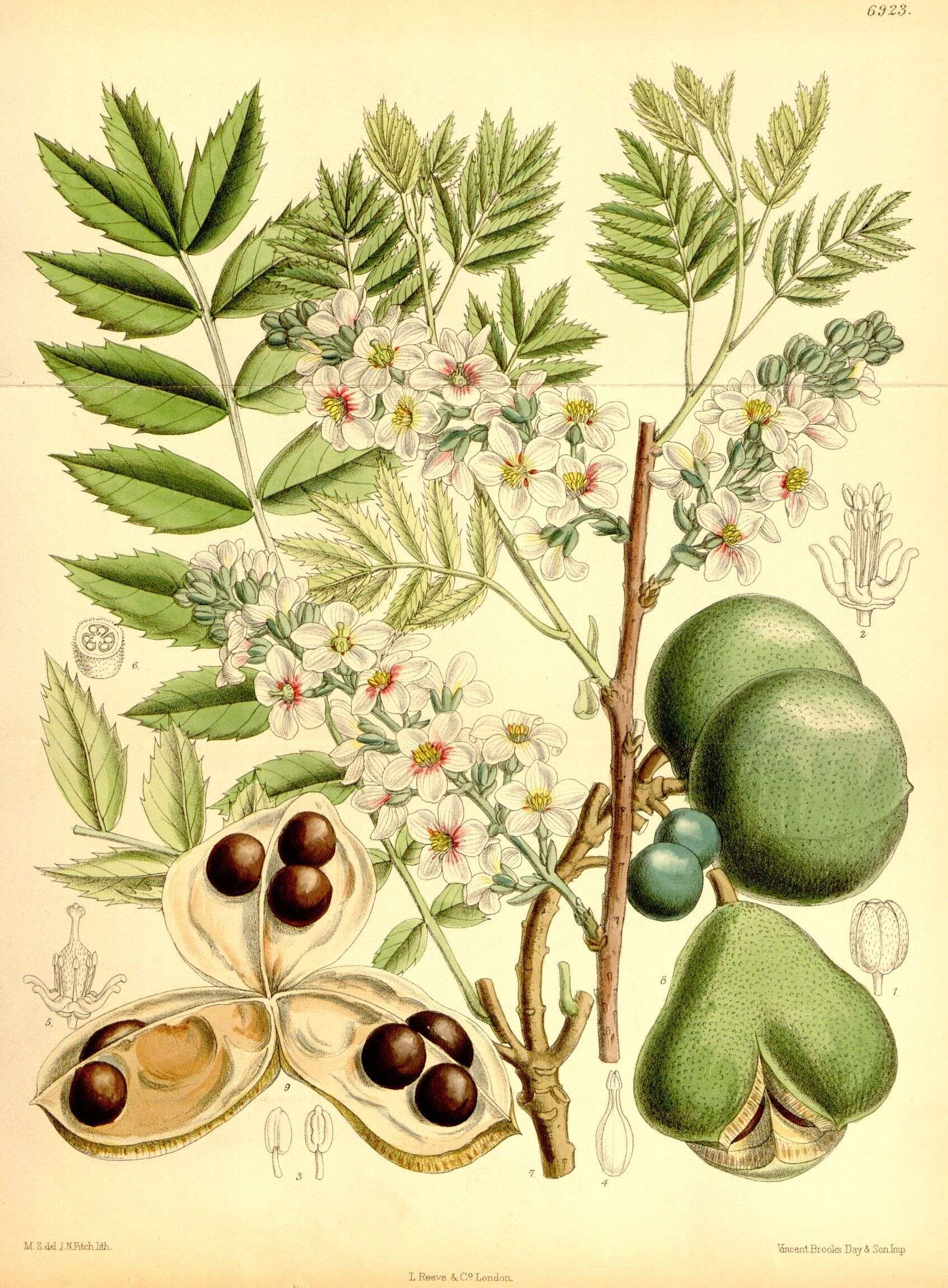 Image of Sapindaceae