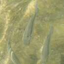 Image of Bluespot mullet