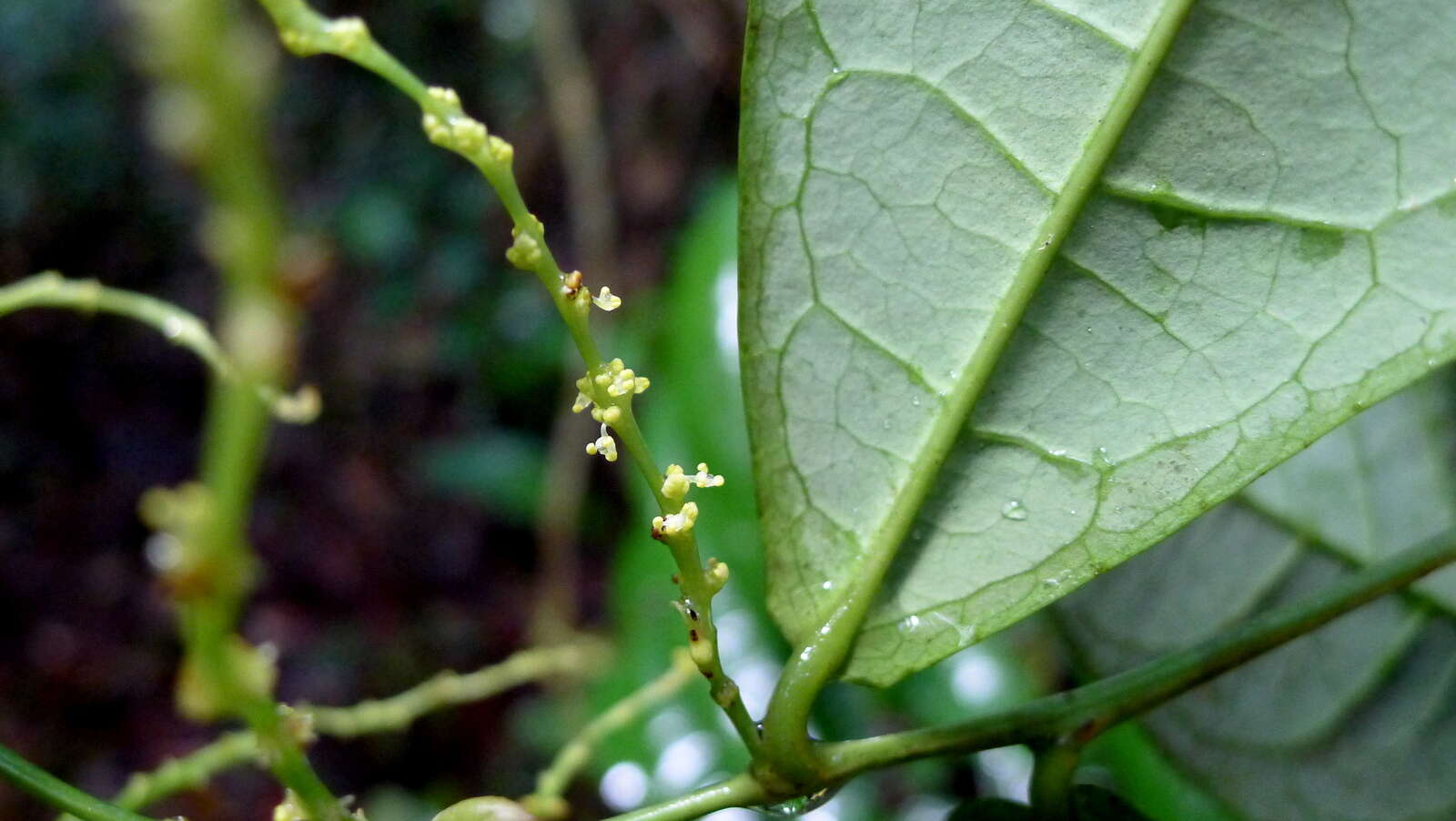 Image of Gymnanthes glabrata (Mart.) Govaerts