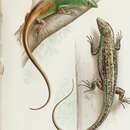 Sivun Lamprolepis smaragdina (Lesson 1826) kuva