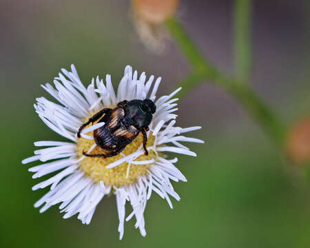 Image de Strigoderma pygmaea (Fabricius 1798)