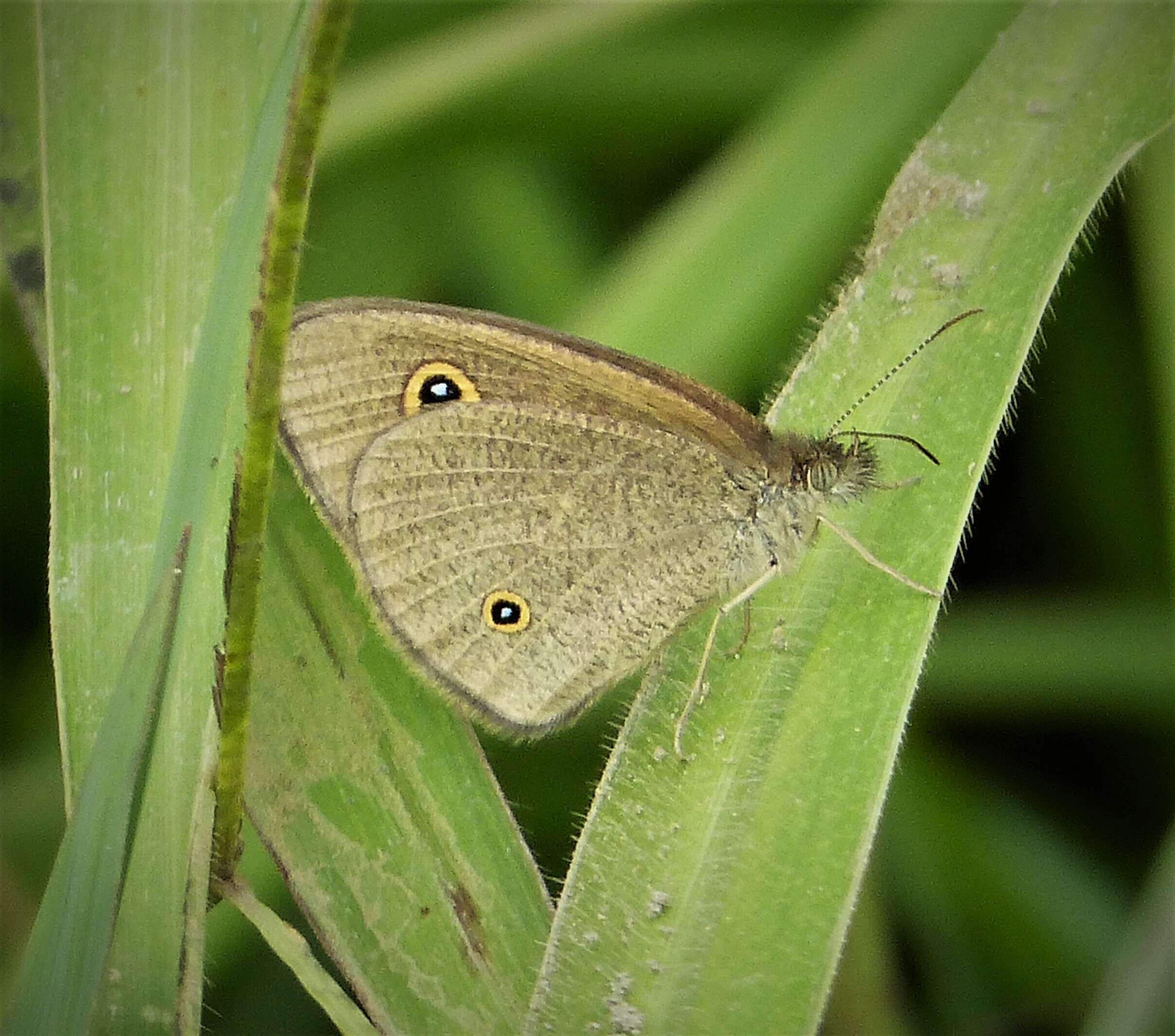 Ypthima arctoa subarctua resmi