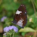 Image of Euploea radamanthus