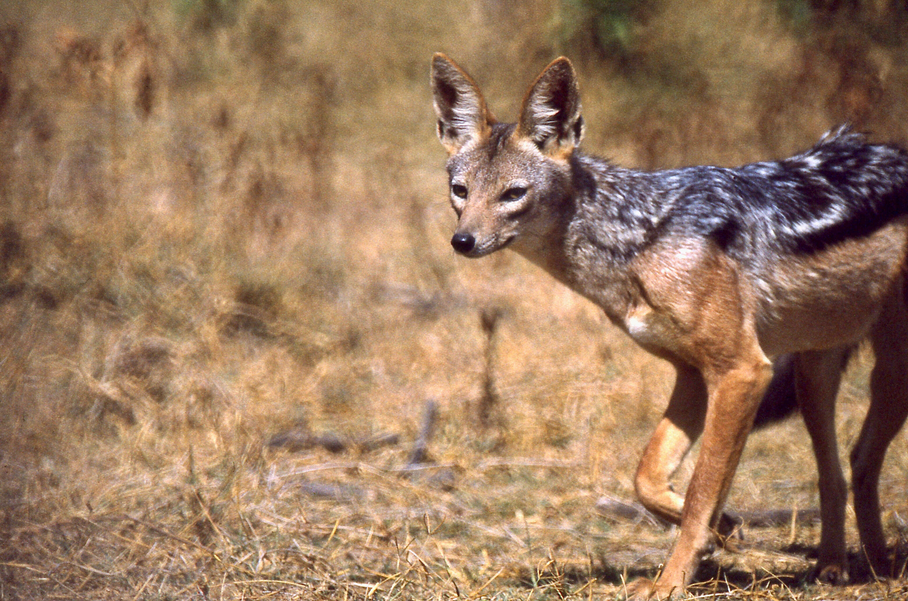 Image of coyote