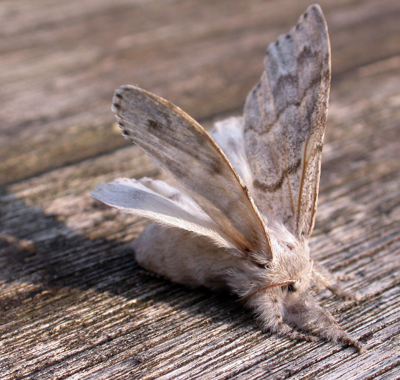 Слика од Calliteara pudibunda Linnaeus 1758