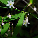 Sivun Eustrephus latifolius R. Br. kuva