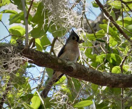 Baeolophus Cabanis 1851 resmi