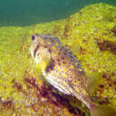 Image of Three-bar porcupinefish