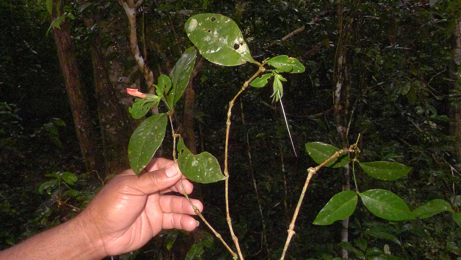 Image of Ruellia affinis (Schrad.) Lindau