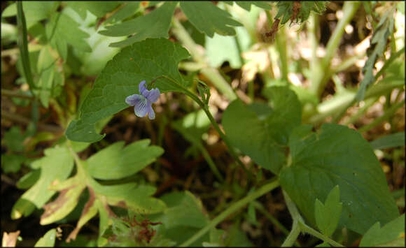 Image of Early Blue (Hook) Violet