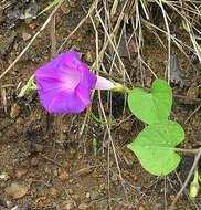 Image of Ipomoea orizabensis (Pelletan) Ledeno Isl. ex Steud.